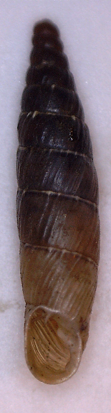 Gliki. Clausiliidae da identificare